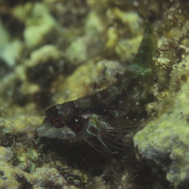 Enneapterygius similis